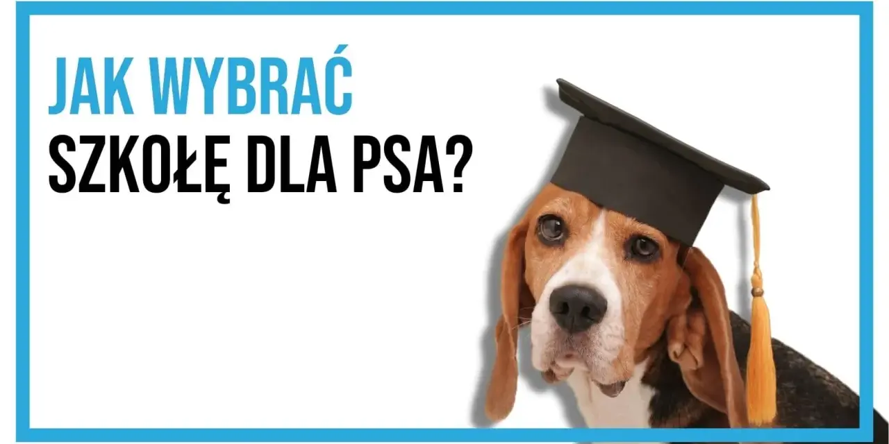 Beagle w czapce absolwenta pyta: "Jak wybrać szkołę dla psa?". Mądry piesek czeka na odpowiedzi.