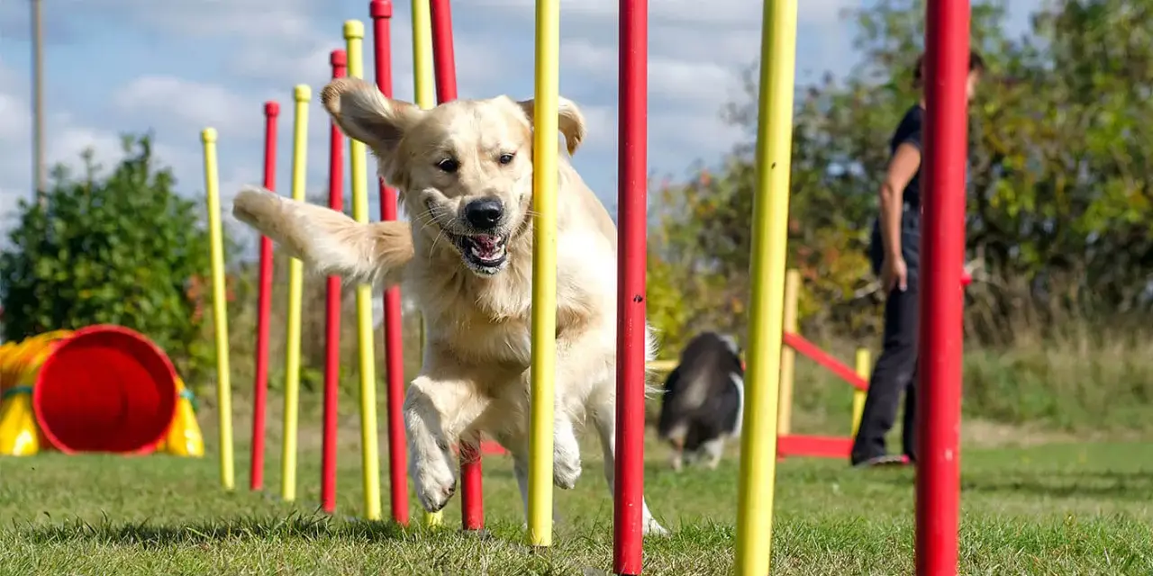 Złoty retriever z radością pokonuje tor przeszkód, demonstrując swoje umiejętności w psich sportach.