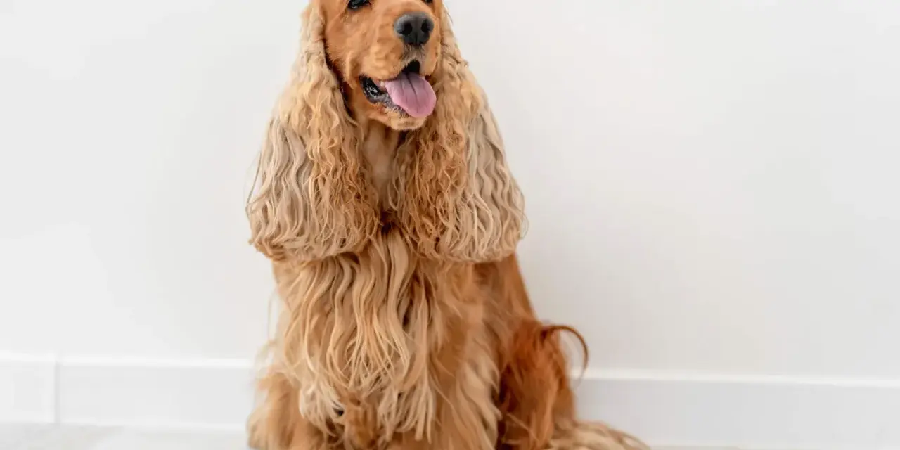 Uroczy cocker spaniel o złotym futrze siedzi na jasnej podłodze, z językiem na wierzchu, wyglądając na zadowolonego.