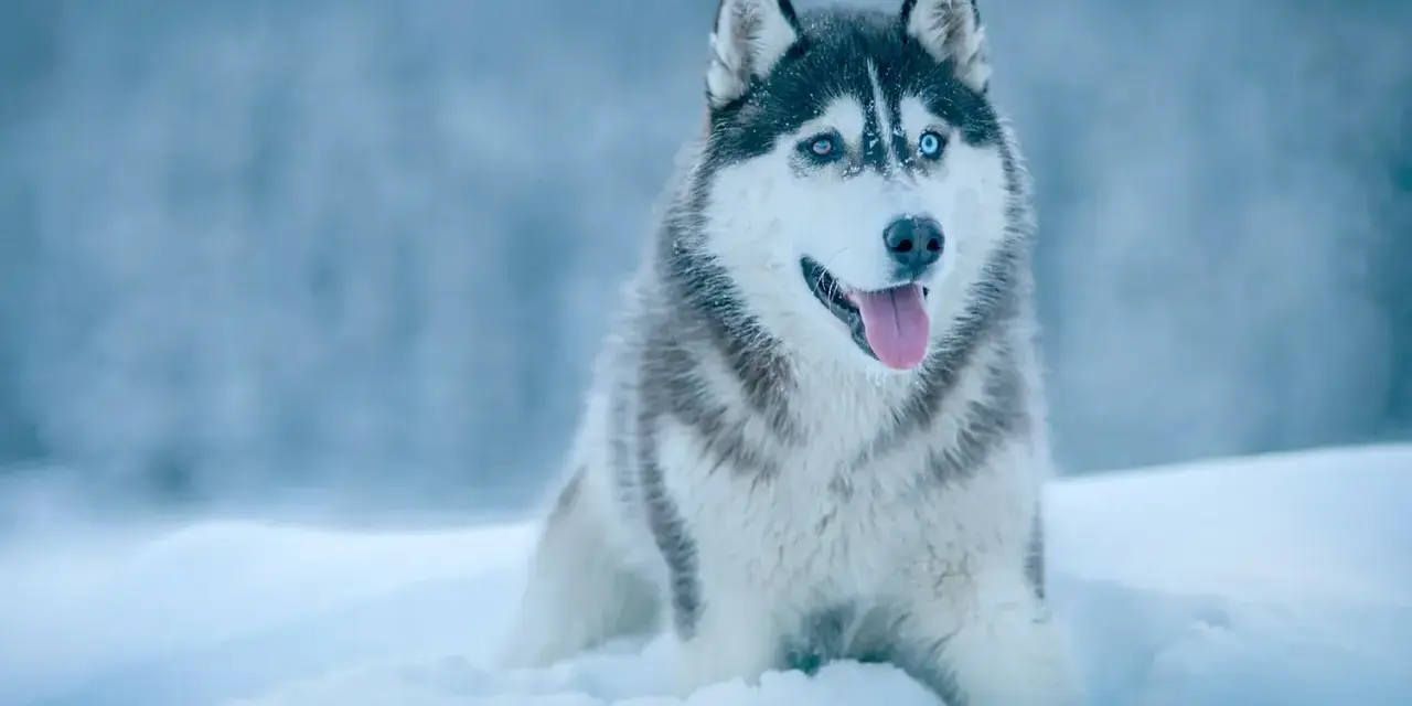 Piękny husky syberyjski z niebieskimi oczami siedzi w śniegu, dysząc z językiem na zewnątrz.