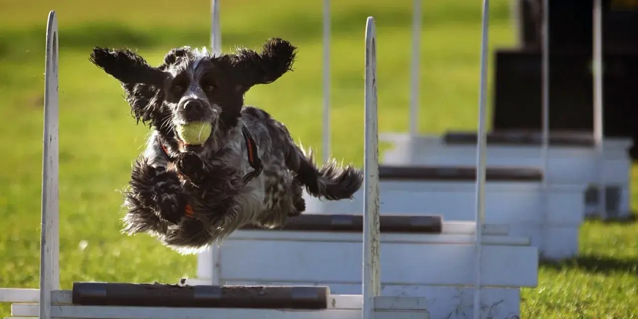 Szkolenie border collie: pies skacze przez przeszkody z piłką w pysku, uszy rozwiane na wietrze.