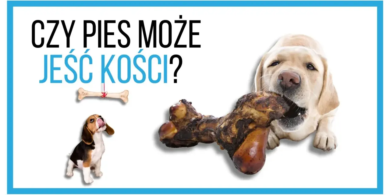 Labrador gryzie kość, a beagle patrzy na wiszącą kość. Czy pies może jeść kości?