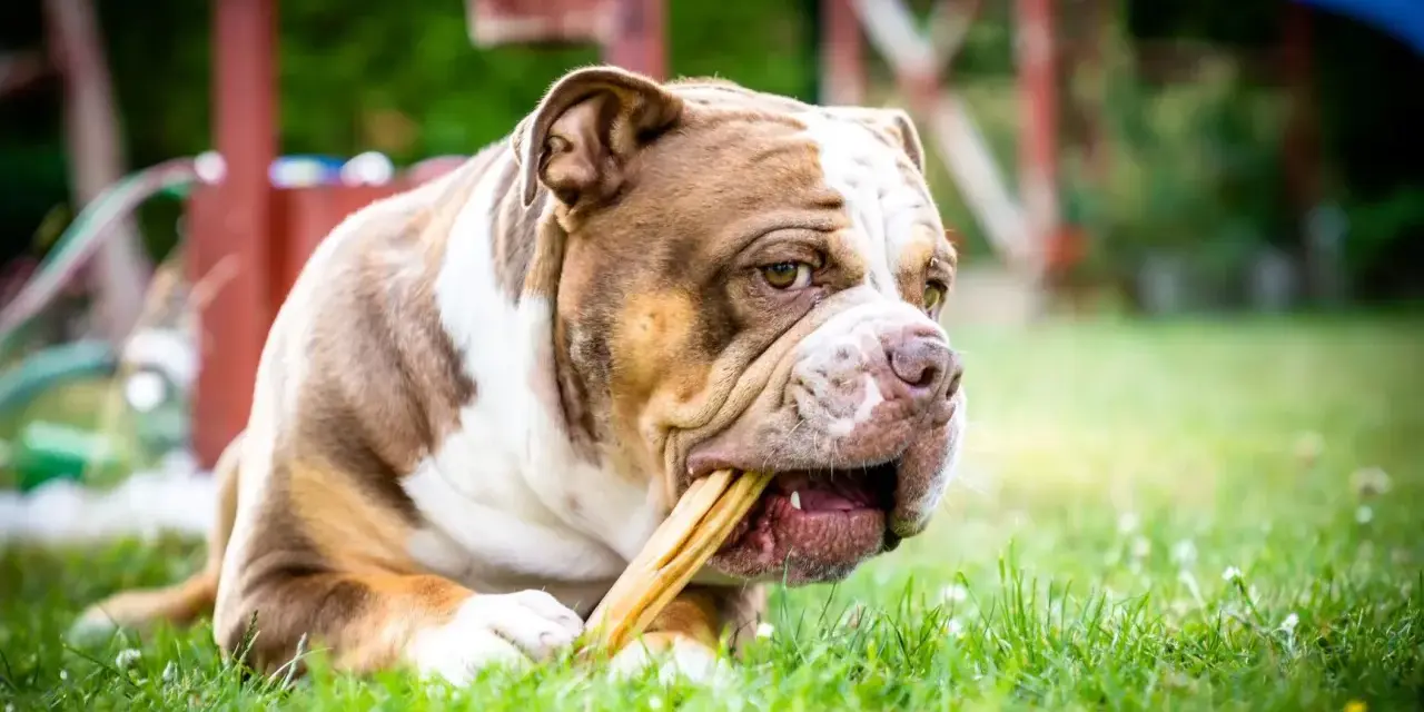Brązowo-biały buldog staroangielski z zapałem gryzie przysmak na trawie.