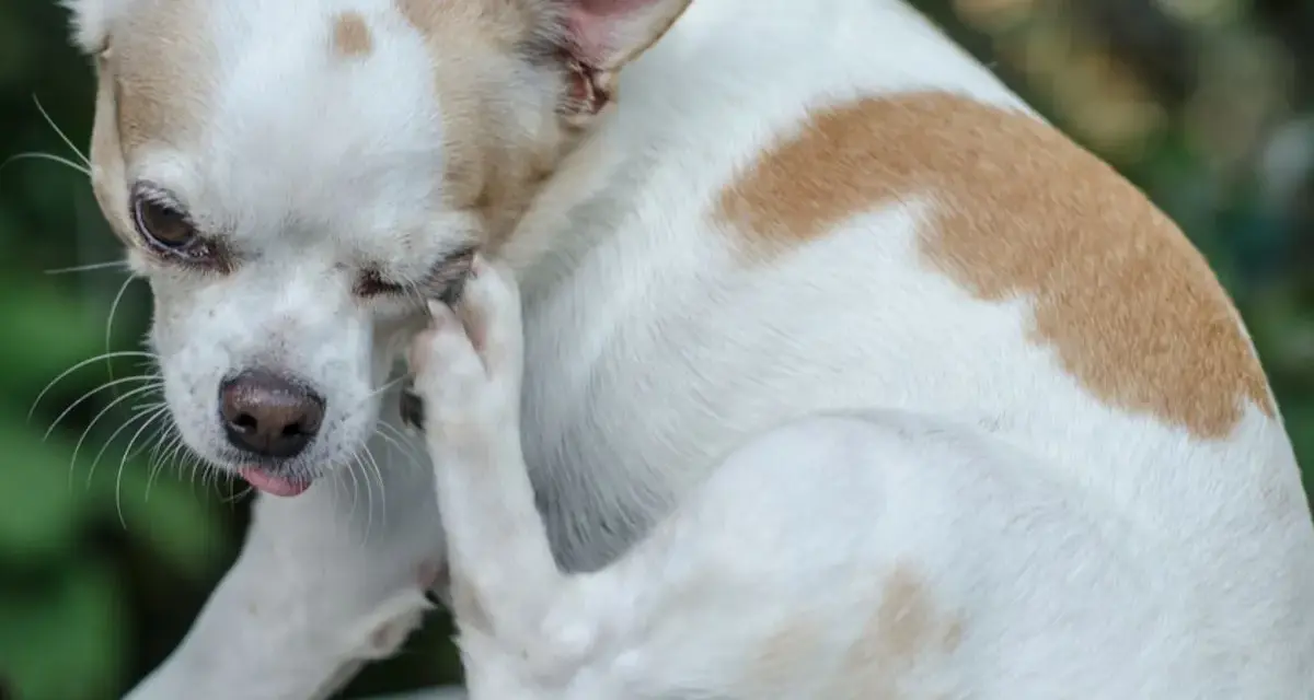 Chihuahua z ektropium u psa, która drapie się łapą po oku.
