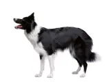 Czarny pies pasterski, border collie, z białymi znaczeniami, stoi na białym tle, gotowy do akcji.