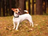 Wesoły jack russell terrier krótkowłosy w jesiennym lesie, z uszami do góry i ogonem wesoło podniesionym.
