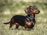 Jamnik z labradorem, pies rasy jamnik, stoi na trawie, z uszami opuszczonymi i wpatrzony w dal.