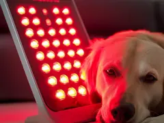 Złoty retriever odpoczywa przy czerwonym świetle. Czy zostawiać psu zapalone światło? To pytanie nurtuje wielu właścicieli.