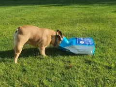 Pies francuski buldog zagląda do torby z karmą na trawie. Może zastanawia się, dlaczego pies je trawę, gdy ma pełną miskę?