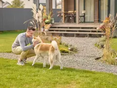 Uśmiechnięty mężczyzna głaszcze swojego psa, który stoi na trawniku przed domem. To szczęśliwy labrador na dworze.