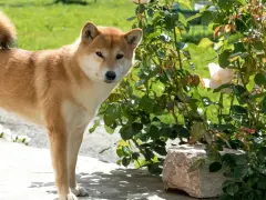 Shiba Inu w ogrodzie, piękny piesek z hodowli, obok kwitnącej róży.