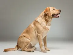 Złoty labrador siedzi, jego język wystaje. Waga dorosłego labradora jest imponująca, świadczy o jego sile.