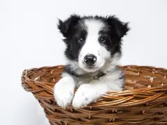 Uroczy szczeniak rasy border collie w wiklinowym koszyku. Czeka na nowy dom, gotowy do odsprzedaży.
