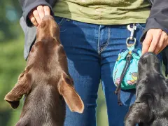 Trening z psami metodą klikerową. Dwa psy, brązowy i czarny, wyciągają łebki do ręki człowieka, który trzyma smakołyki.
