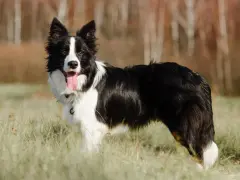 Inteligentny border collie, gotowy do pracy i tresury, stoi na łące.