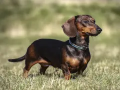 Jamnik z labradorem, pies rasy jamnik, stoi na trawie, z uszami opuszczonymi i wpatrzony w dal.