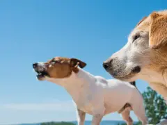 Dwa psy na tle błękitnego nieba. Mniejszy szczeka, większy patrzy w bok. Może to scena z poradnika jak przyzwyczaić psa do spania na dworze.
