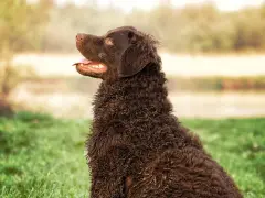 Ciemnobrązowy pies rasy retriever z kręconą sierścią siedzi na trawie, patrząc w bok z otwartym pyskiem.