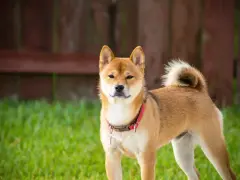 Uroczy pies rasy Shiba Inu w czerwonej obroży, stojący na trawie. Zastanawiasz się, ile kosztuje shiba?