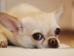 Uroczy chihuahua o jasnym futerku, z wielkimi oczami i uszami, leży na kocu. Różne rodzaje chihuahua mają podobne, urocze pyszczki.