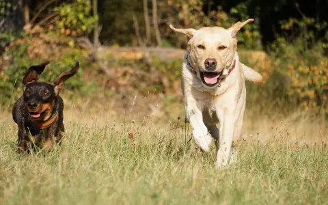 Jamnik i labrador biegną przez łąkę, ciesząc się słońcem.