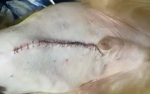 Szwy po kastracji psa. Rana goi się szybko, ale warto wiedzieć, jak długo goi się rana po kastracji psa, by zapewnić mu komfort.