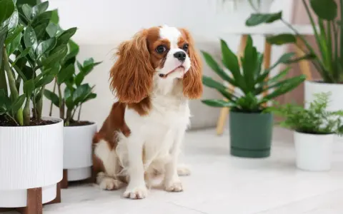 Uroczy piesek Cavalier King Charles Spaniel siedzi wśród roślin doniczkowych. Czy fikus jest trujący dla psa? Ta roślina jest bezpieczna.