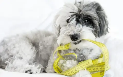 Puszysty piesek trzyma w pysku miarkę krawiecką, jakby szukał idealnej tabeli żywienia shih tzu.