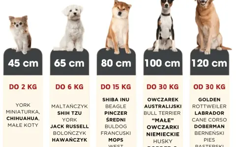 Idealne legowisko dla labradora i innych dużych psów. Tabela rozmiarów od 45 do 120 cm.