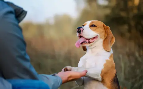 Szczęśliwy beagle podaje łapę, ucząc się komendy "daj głos". Trening z psem na świeżym powietrzu.