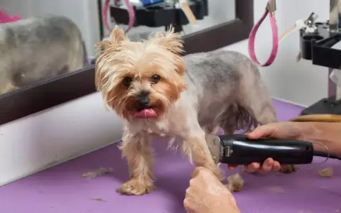 Yorkshire terrier na stole groomerskim, któremu przycinane są łapki. Widać maszynkę do strzyżenia i sierść na fioletowej macie.