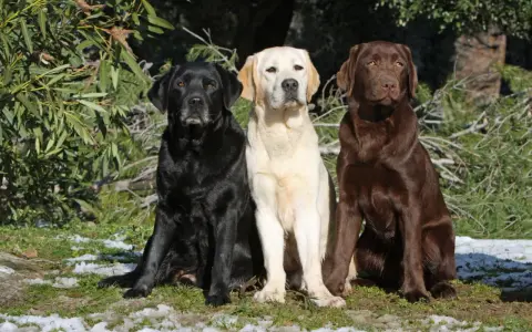 Trzy labradory: czarny, biszkoptowy i czekoladowy, siedzą obok siebie. Marzą o domu, ich labrador adopcja to szansa na szczęśliwe życie.