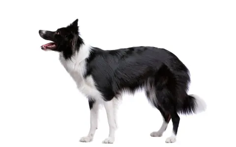 Czarny pies pasterski, border collie, z białymi znaczeniami, stoi na białym tle, gotowy do akcji.
