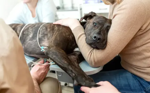 Pies zdiagnozowany z niewydolnością serca u weterynarza, otoczony troską opiekunów i personelu medycznego.