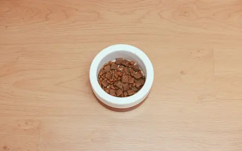 Miseczka z karmą dla psa. Zastanawiasz się, ile powinien jeść pies 10kg? Sprawdź zalecenia żywieniowe.