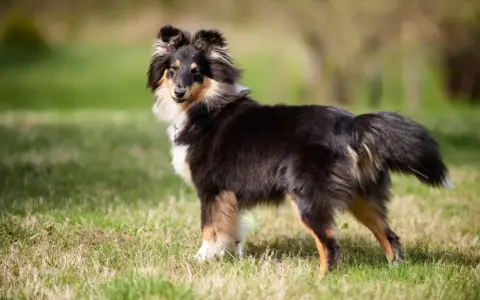 Shetland sheepdog na trawie, gotowy do nauki sztuczek, jak nauczyć psa obrót.