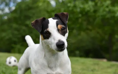Uroczy jack russell terrier tricolor z zaciekawieniem spogląda w obiektyw, podczas gdy w tle czeka piłka do zabawy.