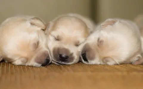 Trzy śpiące szczenięta labradora. Zastanawiasz się, o co zapytać hodowcę psa?