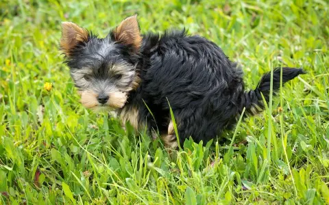 Mały, kudłaty piesek Yorkshire Terrier robi żółtą kupę na trawie.