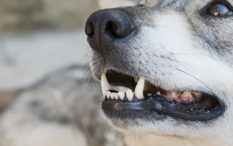 Widok z bliska na pysk psa, ukazujący zęby z widocznym kamieniem.