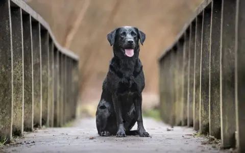 Czarny labrador siedzi na drewnianym moście. Zastanawiasz się, ile żyją labradory? Ten pies wygląda na zdrowego i szczęśliwego.
