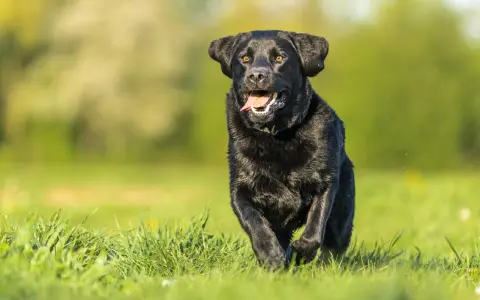 Radosny czarny labrador, suka, biegnie przez zieloną trawę, z językiem na wierzchu, w słoneczny dzień.