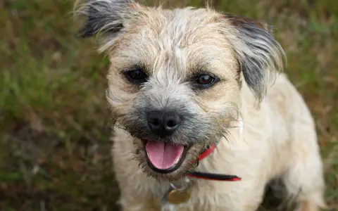 Uśmiechnięty border terrier z językiem na wierzchu, wesoło patrzy w obiektyw.