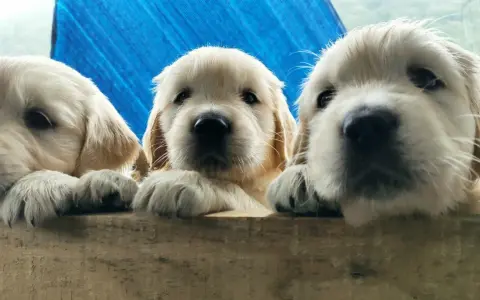Trzy urocze szczenięta golden retriever z hodowli psów wyglądają zza drewnianej barierki.