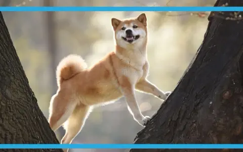Radosny pies rasy Shiba Inu wspina się po drzewie. Idealne targetowanie pies dla miłośników przyrody i czworonogów.