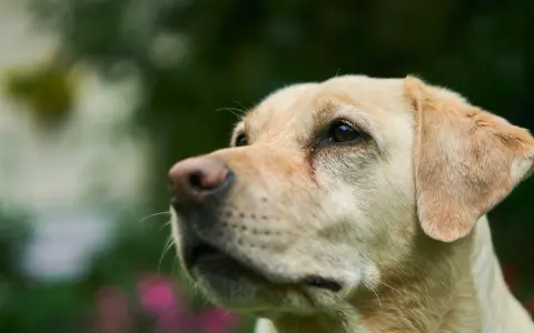 Uważny labrador podczas szkolenia, z zaciekawieniem patrzy w górę.
