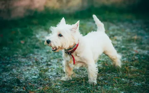 West highland white terrier z zaciekawieniem obserwuje otoczenie.