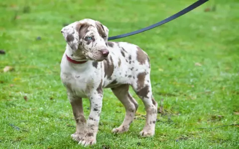 Młody pies rasy catahoula leopard z niebieskimi oczami i cętkowanym futrem stoi na mokrej trawie, na smyczy.