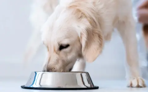 Złoty retriever je z miski. Czy pies może jeść wątróbkę? Tak, ale z umiarem.