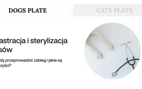 Kastracja psów i sterylizacja. Białe łapki psa i stetoskop na białym tle. Kiedy wykonać zabieg i jakie są korzyści?